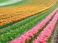 Sea of flowers from colorful blooming tulips with waves on a field Royalty Free Stock Photo